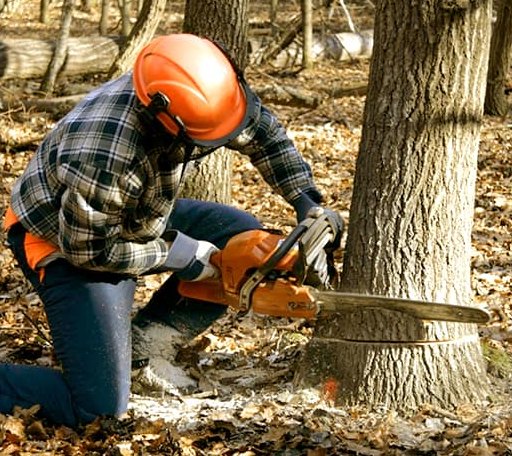 Tree Removal in Omega, OK